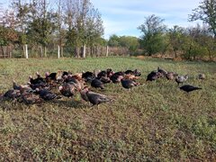 Vand curci din gospodarie, crescute natural, din anul acesta